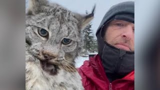 Farmer lectures a lynx after it attacked his chicken coop in British Columbia [upl. by Allenaj]