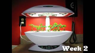 AeroGarden 7 Strawberry Time Laps [upl. by Arriec]