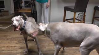 Weimaraner male 18 months and Female Weim 5 years old playing at home😁 [upl. by Eenram309]