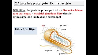 cytologie organisation générale de la cellule  la cellule procaryote [upl. by Ecinnej]