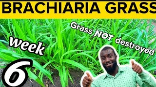 Week 6 How to Grow Brachiaria Grass  Mulato Grass The Best Feed For Livestock Farming [upl. by Carmelle745]