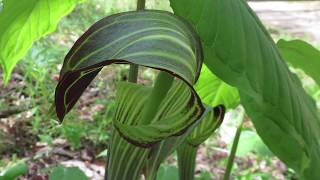 Arisaema triphyllum Jackinthepulpit [upl. by Imorej]