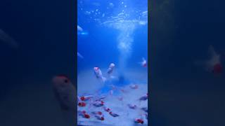 RED CAP ORANDA fish fishing goldfish aqurium pets [upl. by Halyak]