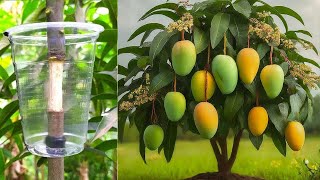 Great method grow super dwarf Mango trees [upl. by Amoihc]