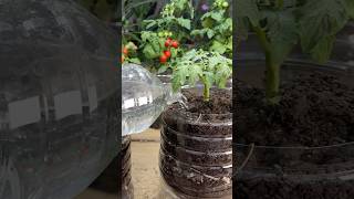 Poco Espacio Cultiva Tomates en Botella [upl. by Ordnas]