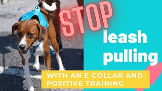 E Collar and Positive Reinforcement to STOP Leash Pulling [upl. by Nunciata756]