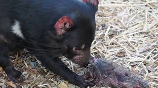 Tasmanian Devil Australias Fiercest Marsupial [upl. by Susan574]