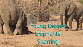 Young Desert Elephants Sparring [upl. by Yrad875]