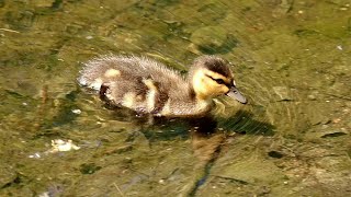 Mallard ducklings following mother [upl. by Eseeryt873]