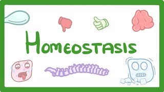 GCSE Biology  Homeostasis 54 [upl. by Iadam]