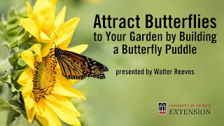 Attract Butterflies to Your Garden with a Butterfly Puddle with Walter Reeves [upl. by Nemra]