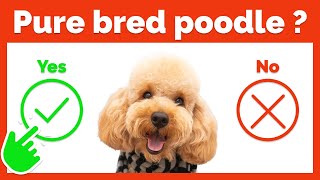 How to Recognize a Purebred Poodle [upl. by Schouten]