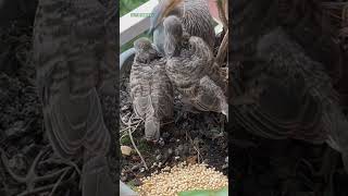 準備食物給斑鳩媽媽 斑姬地鳩 Zebra dove Geopelia striata [upl. by Iliram]