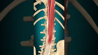 Longissimus thoracis muscle action Vertebral column Lateral flexion muscle anatomy [upl. by Odrarebe]