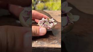 Succulent bonsai p5 bonsai india craft ideas usa trending shortvideo share succulent [upl. by Tami]