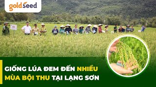 Giống lúa đem đến nhiều mùa bội thu tại Lạng Sơn goldseed gionglua farming [upl. by Herrmann]