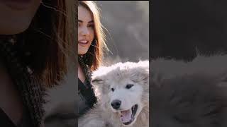 10 FASCINATING ANIMALS AND BIRDS  PART 1  Dogs The Ultimate Loyal Companion 🐶  doglover  dog [upl. by Eda]