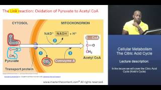 MCAT® Citric Acid Cycle Part 1  Acetyl CoA formation [upl. by Yanarp199]