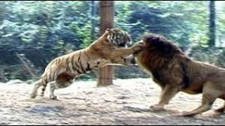 Lion Vs Tiger Real Fight to Death shorts lion tiger wildlife hunting lions predator hunt [upl. by Ireg811]