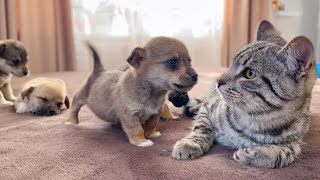 Funny Cat Reaction to Puppies Kitty sees them for the First Time [upl. by Largent]