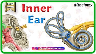 Inner ear Anatomy Animation  Cochlear component Vestibular component Semicircular component [upl. by Noiramaj180]