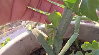 3 Dhar Hadjod Plant 3 dhari hadjod plant contact 94392 25488 plant weight 12 kg 25 lakh per kg [upl. by Cliff]