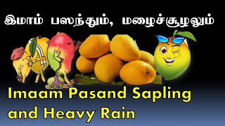 இமாம் பஸந்தும் மழைச்சூழலும் Imaam Pasand Mango Sapling and Heavy Rain [upl. by Ahsircal575]