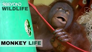 S6E12  Oshine Shows The OrangUtans Who’s Boss  Monkey Life  Beyond Crime [upl. by Zachary]