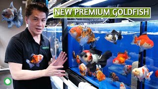 New Premium Goldfish  MengBP Shogun Maya Rizka And More [upl. by Erapsag]