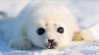 Cute Baby Harp Seal Up Close And Personal [upl. by Ennaylil]