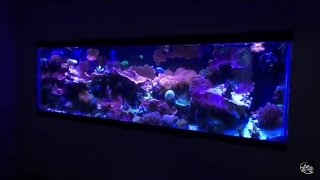 How to convert a freshwater fish tank to a saltwater coral reef fish tank [upl. by Ralip]