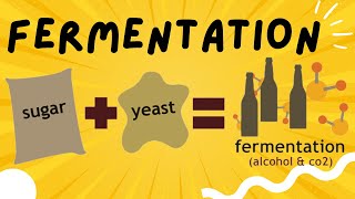 Fermentation explained in 3 minutes  Ethanol and Lactic Acid Fermentation [upl. by Radferd806]