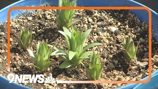 How to plant daylilies in pots [upl. by Alegna618]