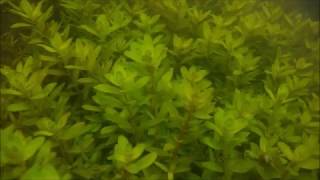 Cryptocoryne crispatula var tonkinensis Rotala rotundifolia and Eriocaulon【DIscoveryPlanet】 [upl. by Emmye]