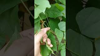 pinnately trifoliate leaf of beans plant [upl. by Woody]