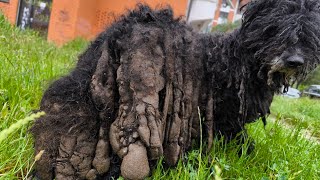 THE DIRTIEST Dog Ive Ever Seen [upl. by Nerdna778]