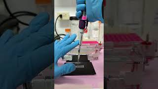 Agarose gel electrophoresis Use Parafilm for sample loading biologíamolecular laboratorio biotec [upl. by Hardin]