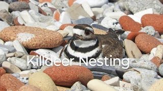 Killdeer Nesting birds birdslover bird [upl. by Acirt]