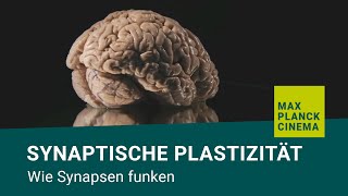 Synaptische Plastizität  wie Synapsen funken [upl. by Abad124]