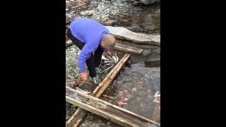 Gutting Fish in Fjørå Norway [upl. by Bocock]