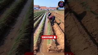 Why do the Chinese put wood in onion fields 😱1080P HD [upl. by Elyc454]