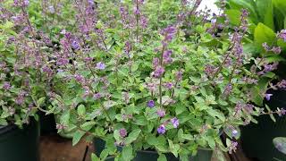 Nepeta Kitten Around Catmint [upl. by Adniral]