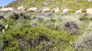 Antelope Bitterbrush [upl. by Daniel880]