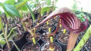 Arisaema speciosum var Magnificum at Big Plant Nursery in West Sussex UK [upl. by Einahpats41]