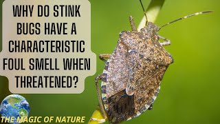 Why do stink bugs have a characteristic foul smell when threatened [upl. by Hansiain]