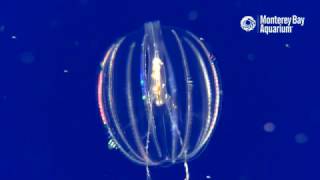 Sea Gooseberry Comb Jellies Feeding [upl. by Murtagh]