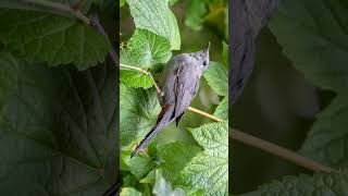 🐥•⁶² 🐈‍⬛ Meow Call of Gray Catbird Dumetella carolinensis  Observed in Description [upl. by Aisemaj]