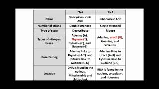 Difference between DNA and RNA [upl. by Notnert169]