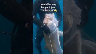 Amberjack🔱spearfishing [upl. by Costanzia506]