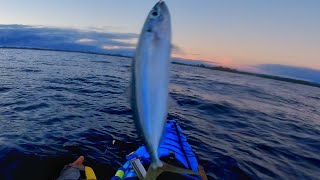 MACKEREL FISHING IN HAWAII RAWPOV [upl. by Gnouhc]